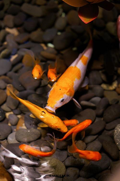 吃瓜娱乐小鲤鱼视频