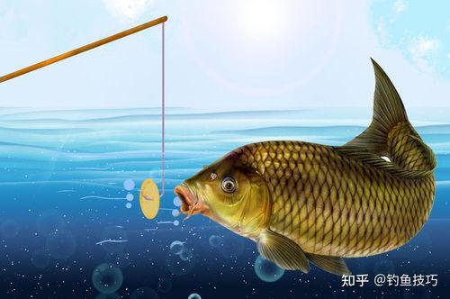 吃瓜娱乐小鲤鱼视频