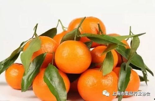 娱乐吃瓜橘子精